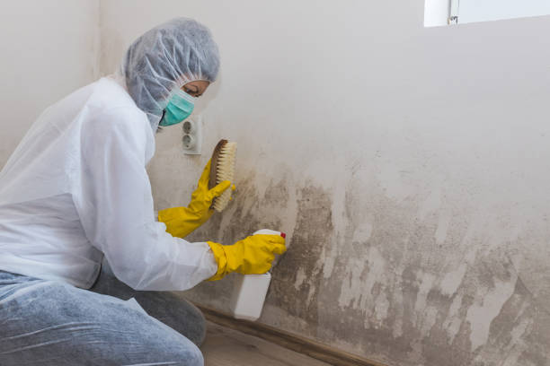 Best Same-Day Mold Removal  in Shallowater, TX