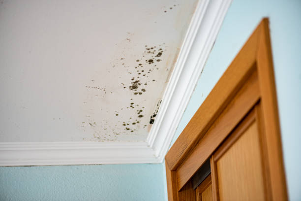 Best Same-Day Mold Removal  in Shallowater, TX