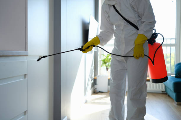 Best Home Mold Removal  in Shallowater, TX