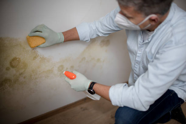 Best Emergency Mold Removal  in Shallowater, TX