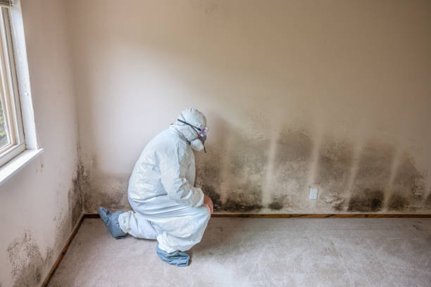 Best Toxic Mold Removal  in Shallowater, TX