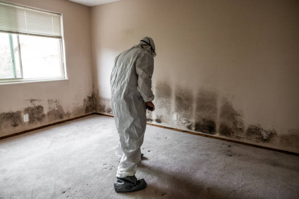 Best Commercial Mold Removal  in Shallowater, TX