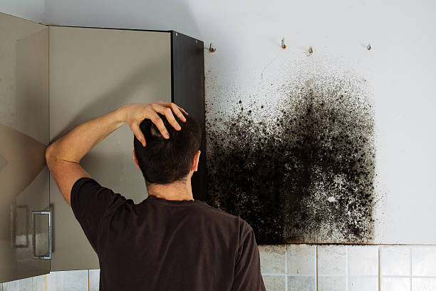Best Emergency Mold Removal  in Shallowater, TX