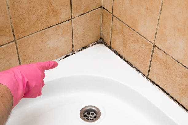 Professional Mold Removal in Shallowater, TX